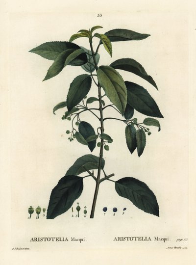 Maqui eller chilensk vinbär, Aristotelia chilensis (Aristotelia macqui). Handfärgad stipplegravyr av Aimee efter en illustration av Pierre-Joseph Redoute från Henri Louis Duhamel du Moncels Treat des Arbres et Shrustes, Paris av Pierre Joseph Redouté