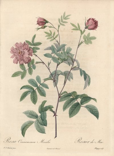 Majros eller kanelros - Eau forte de Chapuy, från en illustration av Pierre Joseph Redoute (1759-1840), utdrag från Les Roses av Pierre Joseph Redouté