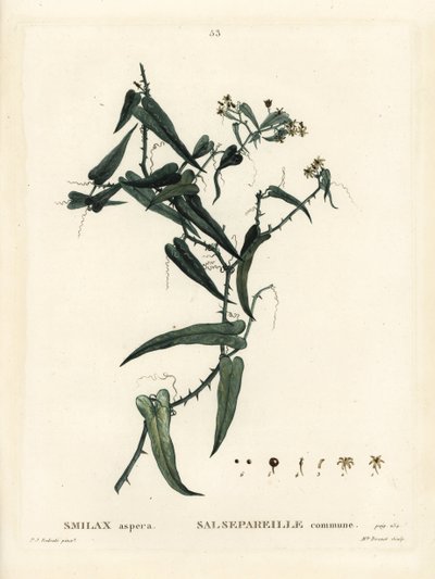 Medelhavssmilax, Smilax aspera. Handkolorerad stippelgravyr av Miss Brenet efter en illustration av Pierre-Joseph Redoute från Henri Louis Duhamel du Moncels Treat des Arbres et Shrustes, Paris av Pierre Joseph Redouté