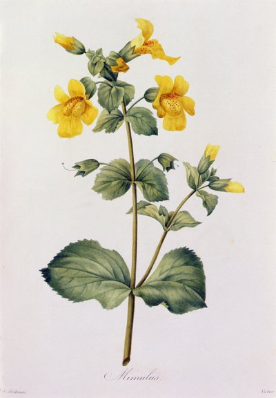 Mimulus (färgad gravyr) av Pierre Joseph Redouté