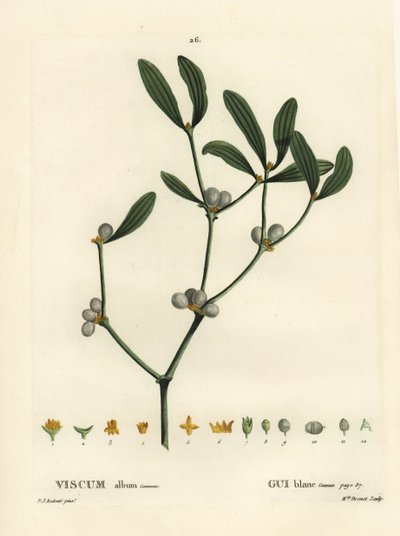 Mistel, Visum album. Handfärgad stipplegravyr av Miss Brenet efter en illustration av Pierre-Joseph Redoute från Henri Louis Duhamel du Moncels Treat des Arbres et Shrustes, Paris av Pierre Joseph Redouté