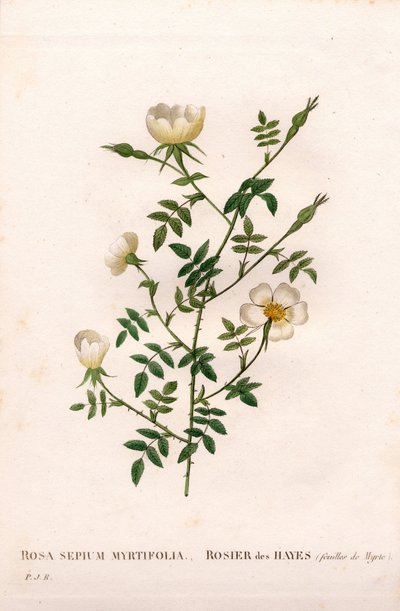 Myrtenbladig häckros, Rosa aggrestis sort, Rose des Hayes med Myrtenblad. Handfärgad kopparsticksgravyr från Pierre Joseph Redoutes "" Les Roses,"" Paris av Pierre Joseph Redouté