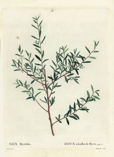 Myrtenjärnek eller myrtendahoon, Ilex myrtifolia. Handkolorerad stipplegravyr av Delaneaux efter en illustration av Pierre-Joseph Redoute från Henri Louis Duhamel du Moncels Treat des Arbres et Shrustes, Paris av Pierre Joseph Redouté