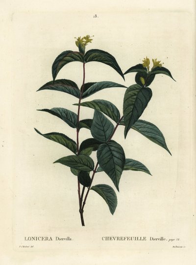 Nordlig buskkaprifol, Diervilla lonicera (Lonicera diervilla). Handkolorerad stippelgravyr av Du Ruisseau efter en illustration av Pierre-Joseph Redoute från Henri Louis Duhamel du Moncels Treat des Arbres et Shrustes, Paris av Pierre Joseph Redouté
