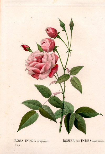 Gammal rougeros, Rosa chinensis, indisk ros vanlig. Handfärgad kopparsticksgravyr från Pierre Joseph Redoutes "" Les Roses,"" Paris av Pierre Joseph Redouté