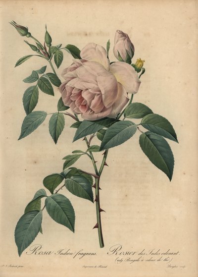 Blek-rosa te-doftande ros, Rosa odorata av Pierre Joseph Redouté