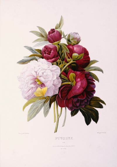 Pioner, graverade av Prevost av Pierre Joseph Redouté