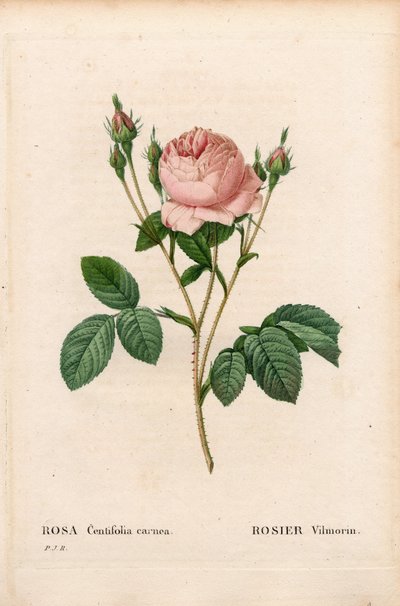 Rosa Vilmorin, Rosa centifolia Vilmorin. Handfärgad kopparsticksgravyr från Pierre Joseph Redoutes "" Les Roses,"" Paris av Pierre Joseph Redouté