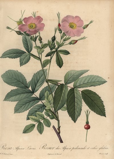 Rosa alpin ros, Rosa pendulina av Pierre Joseph Redouté