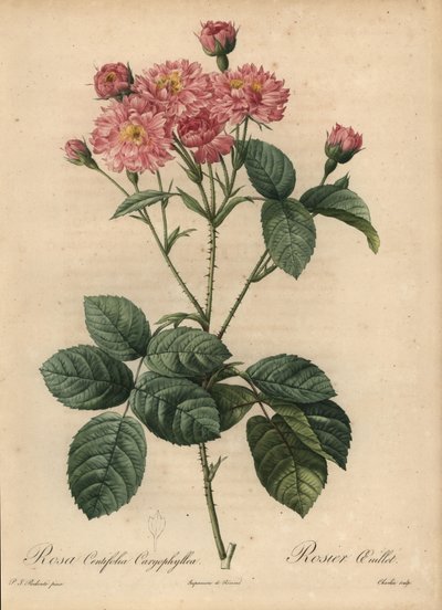 Rosa nejlika-kronbladskålros, Rosa centifolia av Pierre Joseph Redouté