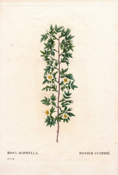 Rosa kuspidat, Rosa canina sort. Körros, Rosa aciphylla. Handfärgad kopparsticksgravyr från Pierre Joseph Redoutes "" Les Roses,"" Paris av Pierre Joseph Redouté