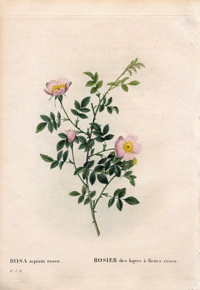 Rosa häckros, Rosa aggrestis sort, Höros med rosa blommor. Handfärgad kopparsticksgravyr från Pierre Joseph Redoutes "" Les Roses,"" Paris av Pierre Joseph Redouté