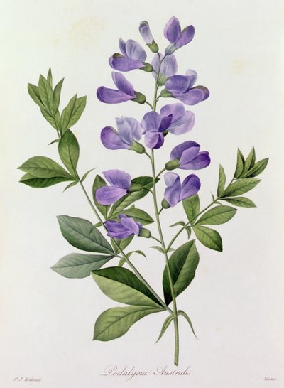 Podalyria Australis (färgad gravyr) av Pierre Joseph Redouté