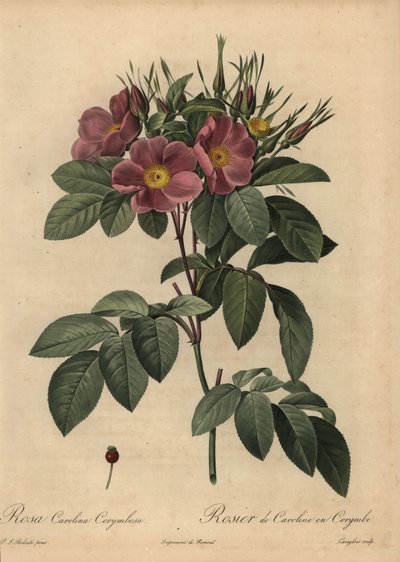 Lila Carolinaros eller betesros, Rosa carolina corymbosa av Pierre Joseph Redouté