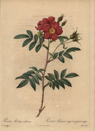 Röd ros, Rosa av Pierre Joseph Redouté
