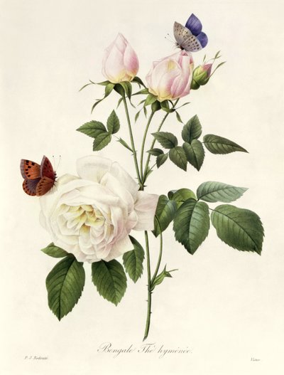 Rosa: Bengale the Hymenes, från 