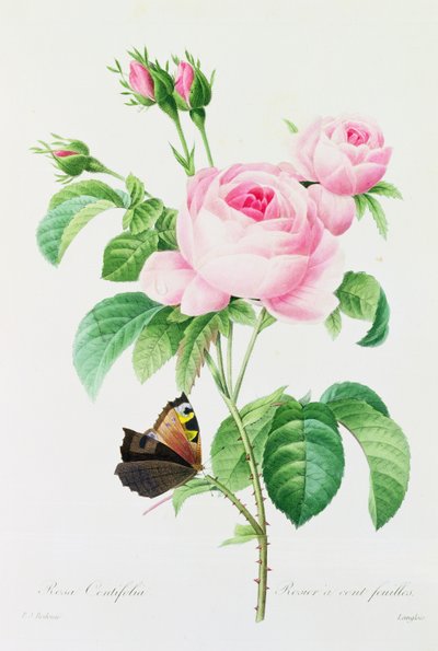 Rosa Centifola (färgad gravyr) av Pierre Joseph Redouté