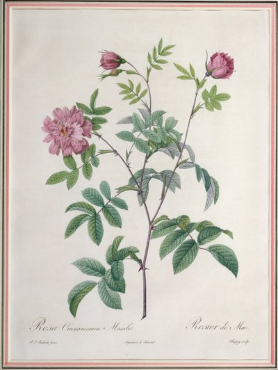 Rosa Cinnamomea Maialis, graverad av Chapuy, utgiven av Remond av Pierre Joseph Redouté