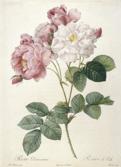 Rosa Damascena, Rosier de Cels, från Les Roses, 1817-24 (handfärgad stipplegravyr) av Pierre Joseph Redouté