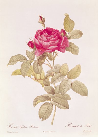 Rosa Gallica Pontiana, från "Les Roses" av Claude Antoine Thory (1757-1827), graverad av Eustache Hyacinthe Langlois (1777-1837). av Pierre Joseph Redouté