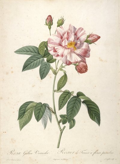 Rosa Gallica Versicolor, Rosier de France a fleurs panachees, från Les Roses, 1817-24 (handfärgad stipplegravyr) av Pierre Joseph Redouté