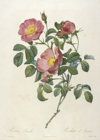 Rosa Pumila, Rosier dAmour, från La Couronne Des Roses, 1817-24 (handfärgad stipplegravyr) av Pierre Joseph Redouté