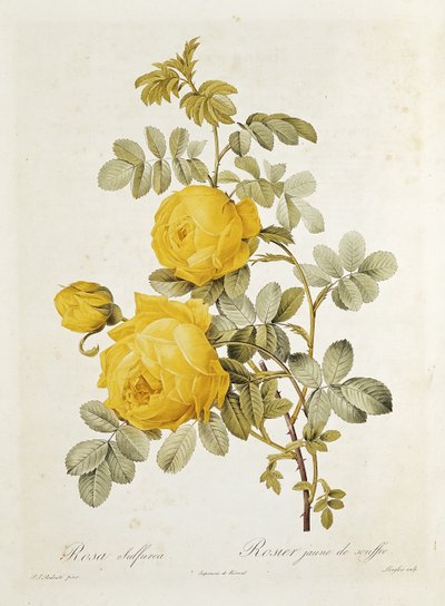 Rosa Sulfurea (gul ros) från "Les Roses" av Claude Antoine Thory (1757-1827) graverad av Eustache Hyacinthe Langlois (1777-1837) 1817 av Pierre Joseph Redouté