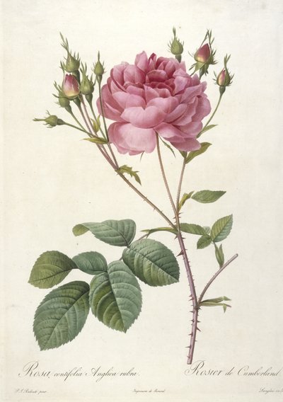 Rosa centifolia Anglica rubra, Rosier de Cumberland, från Les Roses, 1817-24 (handfärgad stipplegravyr) av Pierre Joseph Redouté