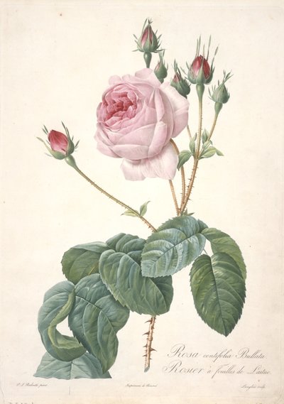 Rosa centifolia Bullata, Rosenbuske med salladsblad, från Les Roses, 1817-24 (handfärgad stipplegravyr) av Pierre Joseph Redouté