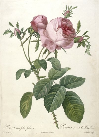 Rosa centifolia foliacea, Rosier a cent feuilles, foliace, från Les Roses, 1817-24 (handfärgad stipplegravyr) av Pierre Joseph Redouté