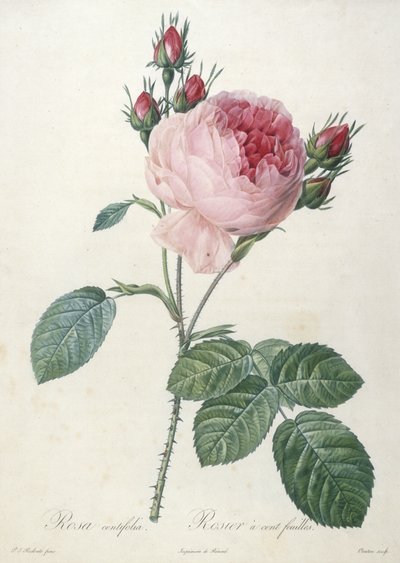 Rosa centifolia, Rosier a cent-feuilles, från Les Roses, 1817-24 (handfärgad stipplegravyr) av Pierre Joseph Redouté