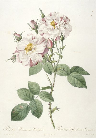 Rosa damascena variegata, Rose of York och Lancaster, från La Couronne des Roses, 1817-24 (handfärgad stipplegravyr) av Pierre Joseph Redouté