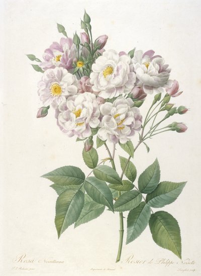 Rosa noisettiana, Rosier de Philippe de Noisette, från La Couronne des Roses, 1817-24 (handfärgad sticklinggravyr) av Pierre Joseph Redouté