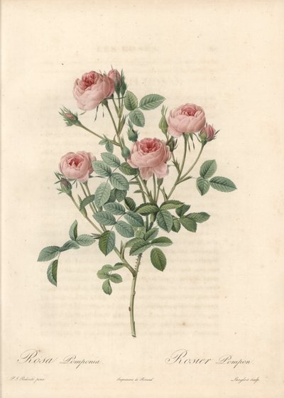 Rose de Meaux mit rosa Blüten - Radierung von Langlois, nach einer Illustration von Pierre Joseph Redoute (1759-1840), aus Les Roses von Pierre Joseph Redouté