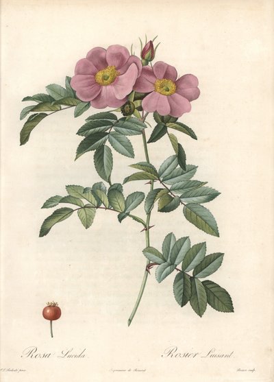 Rose of Virginia, med rosa blommor - Eau forte de Bessin, baserad på en illustration av Pierre Joseph Redoute (1759-1840), från Les Roses av Pierre Joseph Redouté