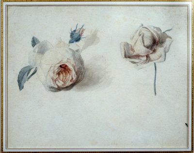Rose studie Akvarell av Pierre Joseph Redoute (1759-1840) Malmaison från 1800-talet, slottsmuseum. av Pierre Joseph Redouté