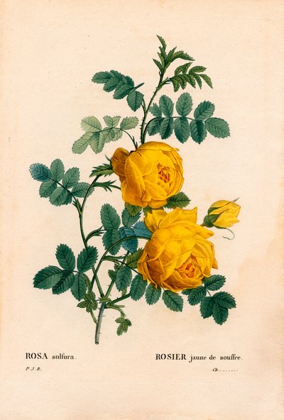 Rosa svavel, Rosa hemisphaerica, Gulrosa svavel. Handfärgad kopparsticksgravyr från Pierre Joseph Redoutes "" Les Roses,"" Paris av Pierre Joseph Redouté