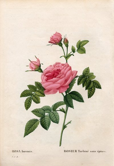 Ros utan tagg, Rosa francofurtana sort, Rosier turbin sans thorn. Handfärgad kopparsticksgravyr från Pierre Joseph Redoutes "" Les Roses,"" Paris av Pierre Joseph Redouté