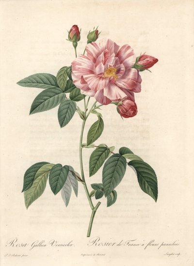 Rose of France eller Rose of Provins, sort versicolor - Etsning av Langlois, från en illustration av Pierre Joseph Redoute (1759-1840), utdrag från Les Roses av Pierre Joseph Redouté