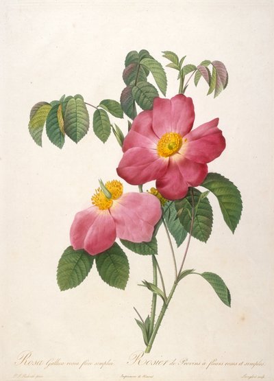 Rosenbuske från Provinsi från La Couronne de roses, 1817-1824. av Pierre Joseph Redouté