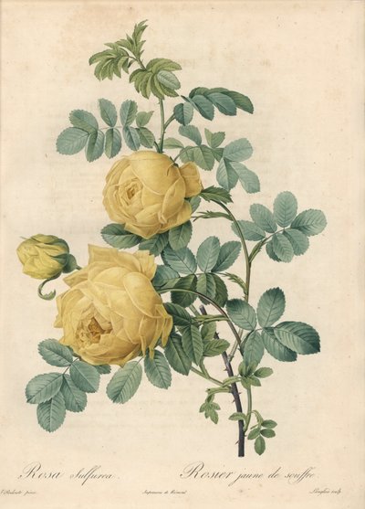 Rosier des Turks - Eau forte de Langlois, baserad på en illustration av Pierre Joseph Redoute (1759-1840), från Les Roses av Pierre Joseph Redouté