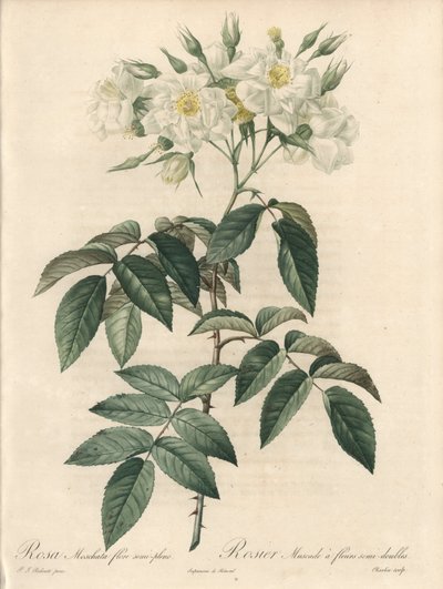 Myskros, med dubbla blommor - Etsning av Charlin, från en illustration av Pierre Joseph Redoute (1759-1840), utdrag ur Les Roses av Pierre Joseph Redouté