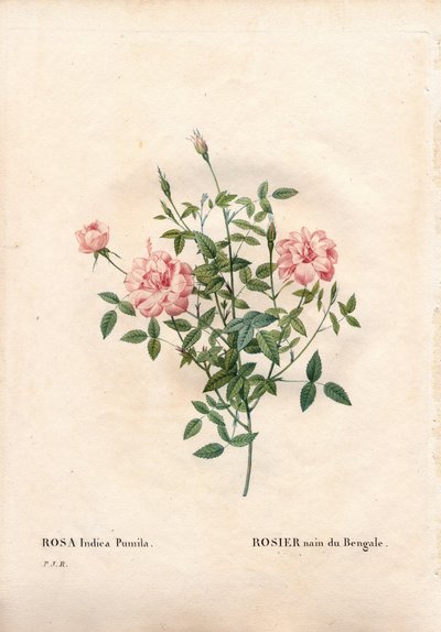 Rouletii ros, Rosa chinensis var. minima Rouletii, bengalisk dvärgros. Handfärgad kopparsticksgravyr från Pierre Joseph Redoutes "" Les Roses,"" Paris av Pierre Joseph Redouté