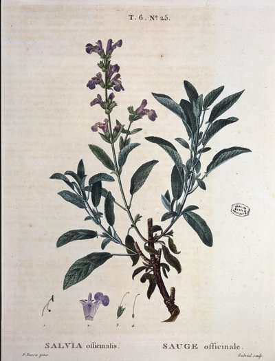 Sage officinalis - i "" New Duhamel eller avhandling om träd och buskar som längtar efter i Frankrike", teckningar av P.J. Redouté och P. Bessa, Paris av Pierre Joseph Redouté