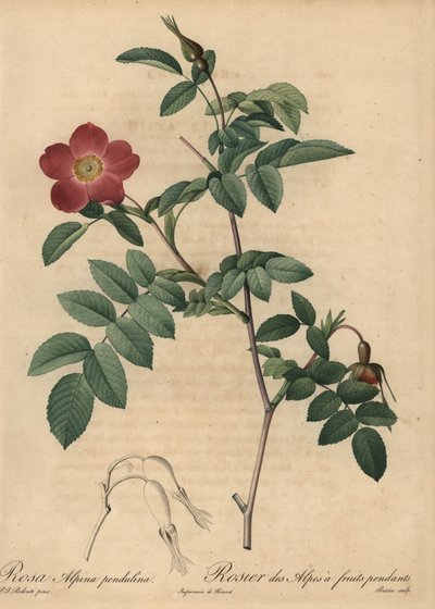 Scharlakansröd alpin ros, Rosa pendulina av Pierre Joseph Redouté