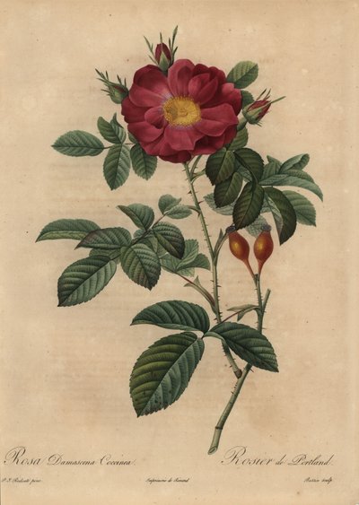 Scharlakansröd damastros, Rosa damascena av Pierre Joseph Redouté