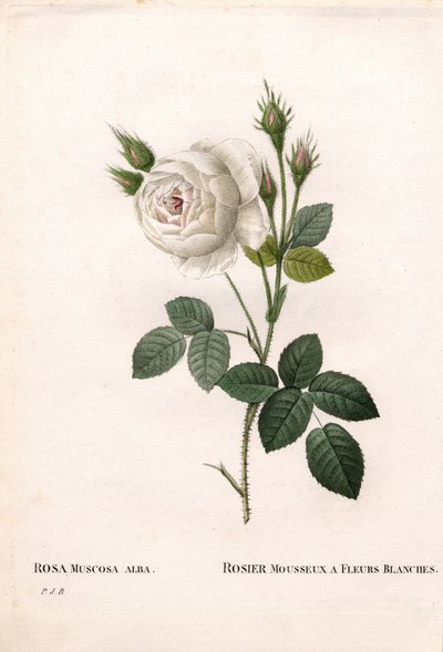 Shailers vita mossros, Rosa centifolia var. alba-muscosa, Mousserande ros med vita blommor. Handfärgad kopparsticksgravyr från Pierre Joseph Redoutes "" Les Roses,"" Paris av Pierre Joseph Redouté