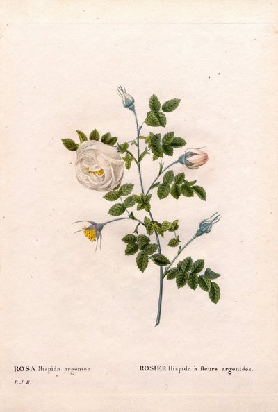 Silverblommig rose hispid, Rosa tomentosa sort, Pink Rose med silverblommor. Handfärgad kopparsticksgravyr från Pierre Joseph Redoutes "" Les Roses,"" Paris av Pierre Joseph Redouté