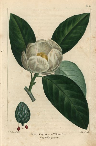 Litet magnoliaträd eller vit vik, Magnolia glauca (gravyr) av Pierre Joseph Redouté