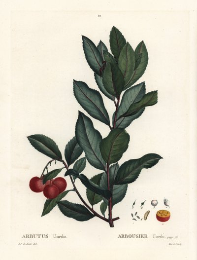 Jordgubbsträd, Arbutus unedo. Handkolorerad stippelgravyr av efter en illustration av Pierre-Joseph Redoute från Henri Louis Duhamel du Monceaus Treat des Arbres et Shrustes, Paris av Pierre Joseph Redouté